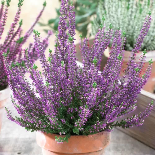 Calluna Beauty , 20-35 cm 