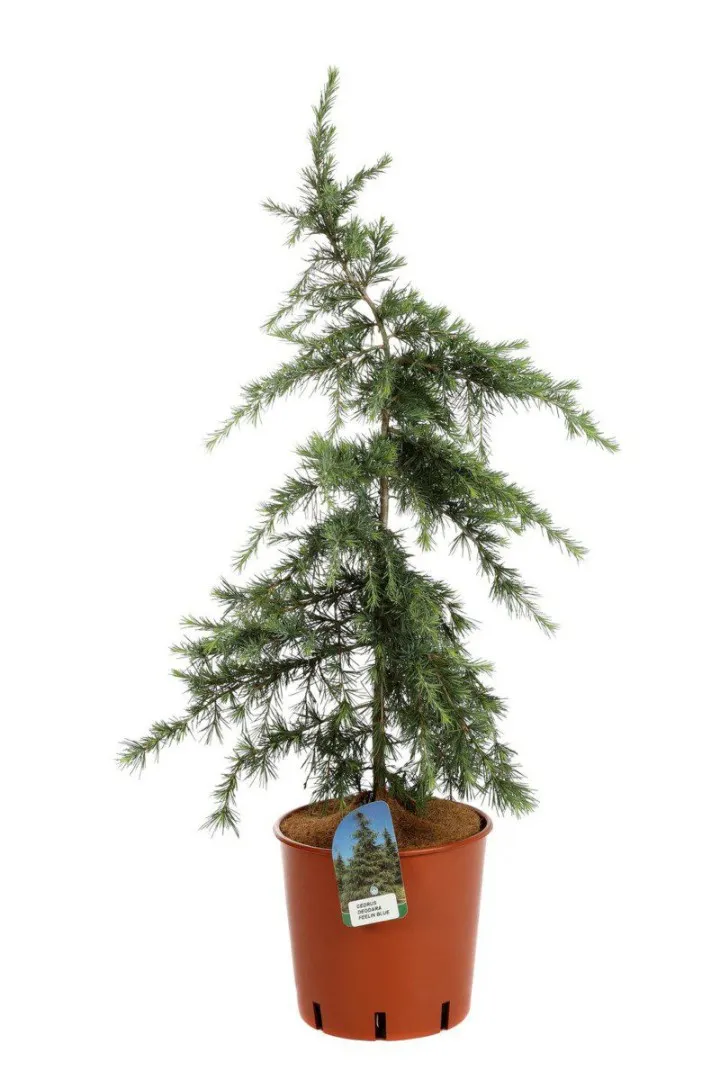 Cedrus deodara Feelin Blue　ヒマラヤシーダー　苗 Cedrus deodara 'Feelin' Blue' , 50/60 cm -