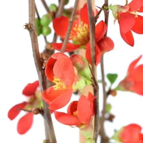 Chaenomeles x superba 'Crimson and Gold' , 40/50 Chaenomeles x superba 'Crimson and Gold' , 40/50