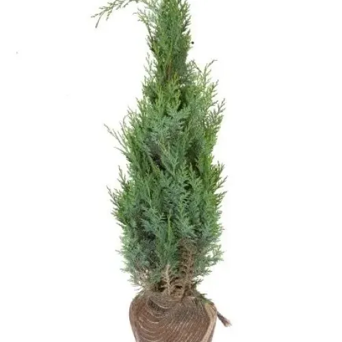 Chamaecyparis Lawsoniana Columnaris Glauca 100/125 Chamaecyparis Lawsoniana Columnaris Glauca 100/125