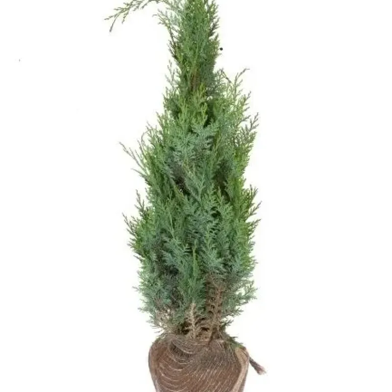 Chamaecyparis Lawsoniana Columnaris Glauca 100/125 Chamaecyparis Lawsoniana Columnaris Glauca 100/125