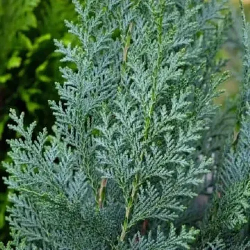 Chamaecyparis lawsoniana 'Columnaris' , 30/40 cm Chamaecyparis lawsoniana 'Columnaris' , 30/40 cm