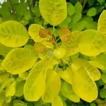 Cotinus Gold Lady Cotinus Gold Lady