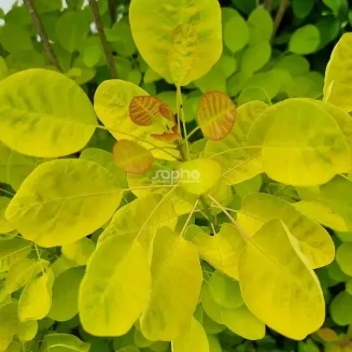 Cotinus Gold Lady 50-60 cm Cotinus Gold Lady 50-60 cm