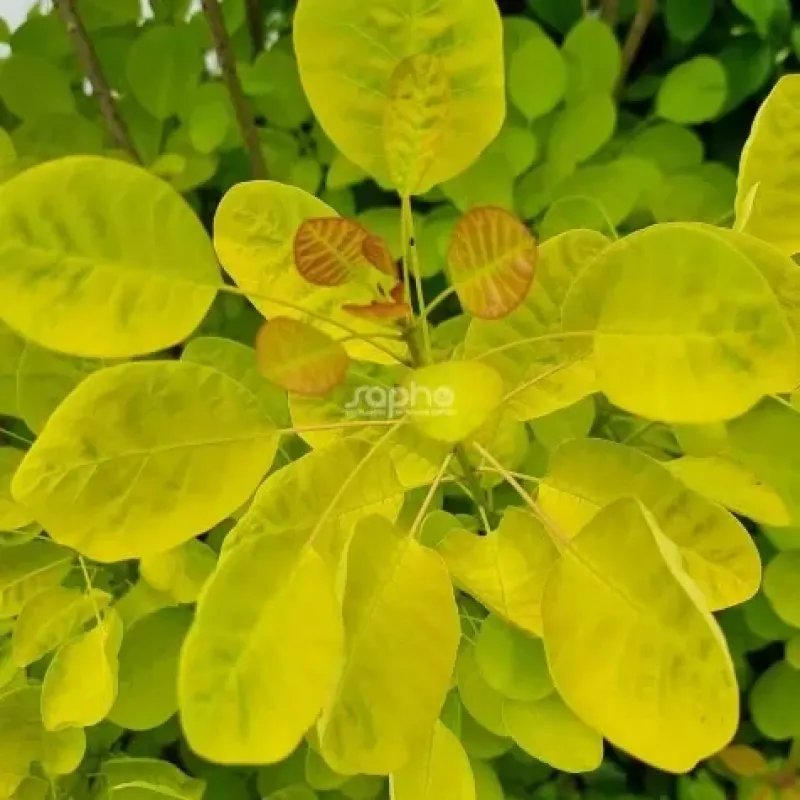 Cotinus Gold Lady Cotinus Gold Lady