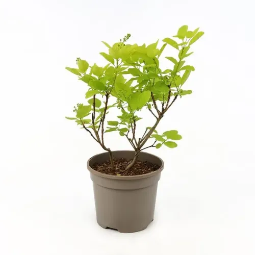 Cotinus Golden Spirit 60-80 cm