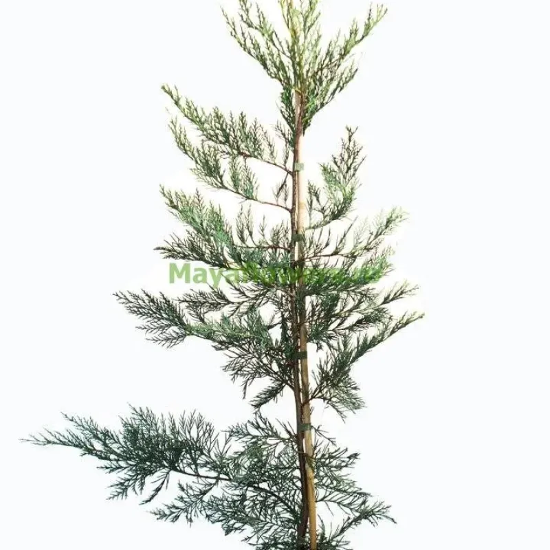 Cupressocyparis leylandii, 160/190 cm