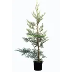 Cupressocyparis leylandii , 100/120 cm