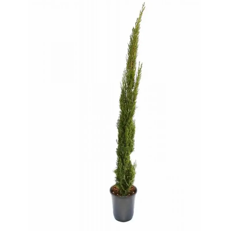 CUPRESSUS TOTEM CUPRESSUS TOTEM