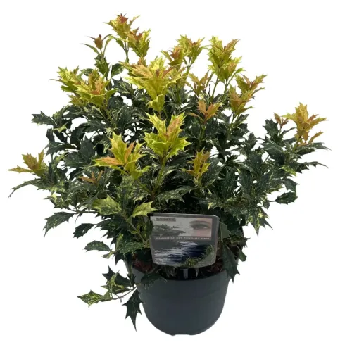 Osmanthus Tricolor 40-50 cm