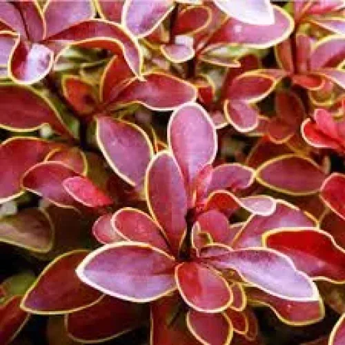 Berberis Coronita , 30/40 cm