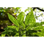 Aucuba japonica , 80-100 cm Aucuba japonica , 80-100 cm