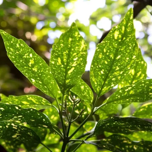Aucuba japonica , 80-100 cm Aucuba japonica , 80-100 cm
