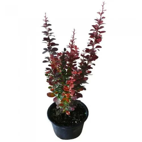 Berberis Red Pillar , 30/40 cm