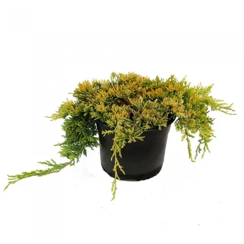 Ienupar-Juniperus Golden Carpet 30-40 cm