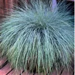 Festuca Glauca Elijah Blue