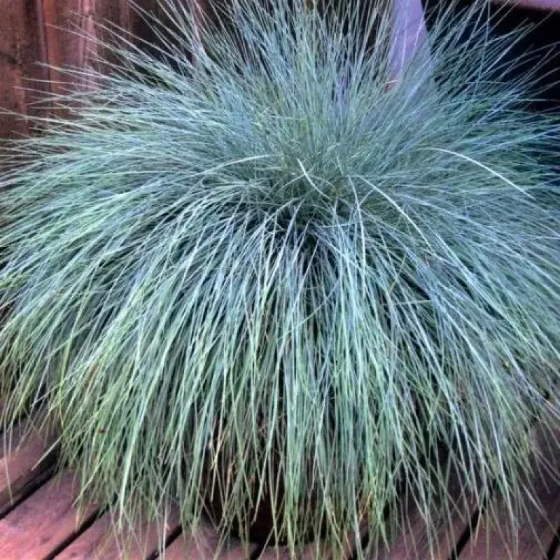Festuca Glauca Elijah Blue