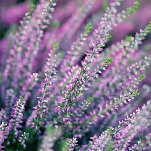 Calluna Beauty , 20-35 cm Calluna Beauty , 20-35 cm