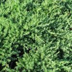 Ienupar-Juniperus Blue Pacific 1/2