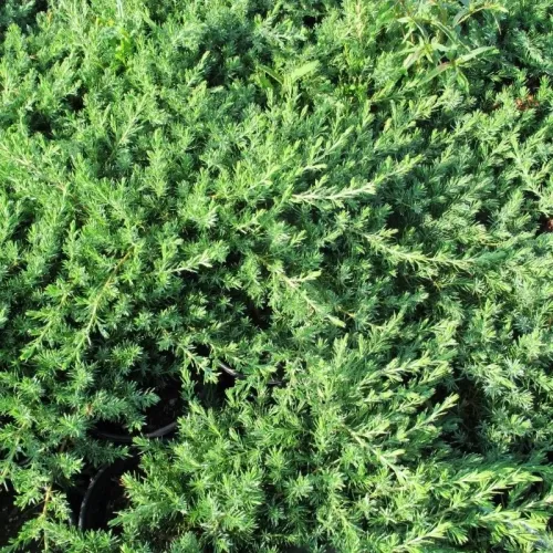 Ienupar-Juniperus Blue Pacific pe picior 1/2 50-80 cm