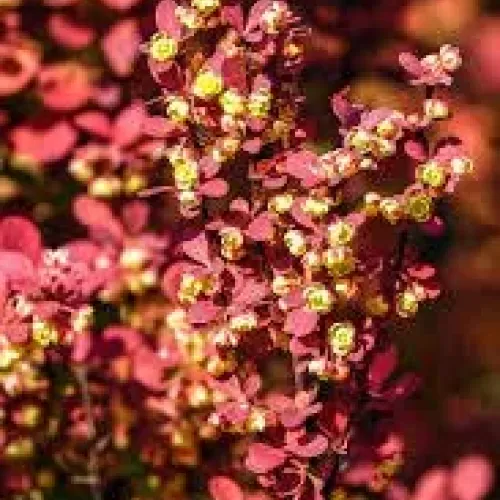 Berberis red rocket , 40/60 cm