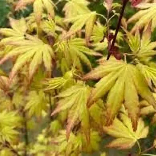 Acer palmatum orange dream 100+ cm Acer palmatum orange dream 100+ cm
