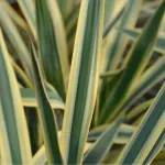 Yucca Filamentosa Bright Edge, planta decorativa cu aspect exotic 40-50 cm