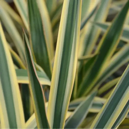 Yucca Filamentosa Bright Edge, planta decorativa cu aspect exotic 40-50 cm 