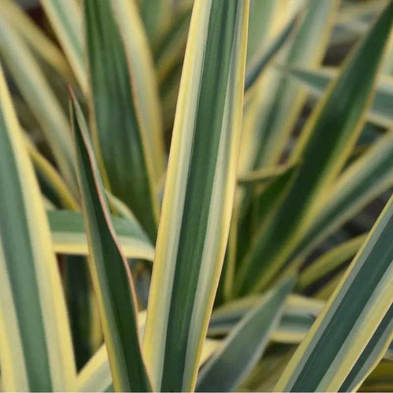 Yucca Filamentosa Bright Edge, planta decorativa cu aspect exotic 40-50 cm