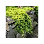 Ienupar-Juniperus Golden Carpet