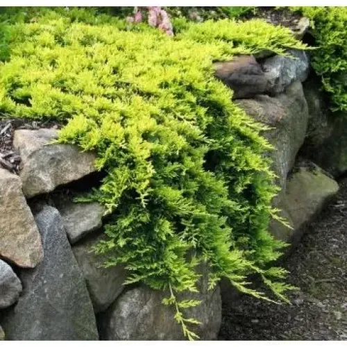 Ienupar-Juniperus Golden Carpet 30-40 cm