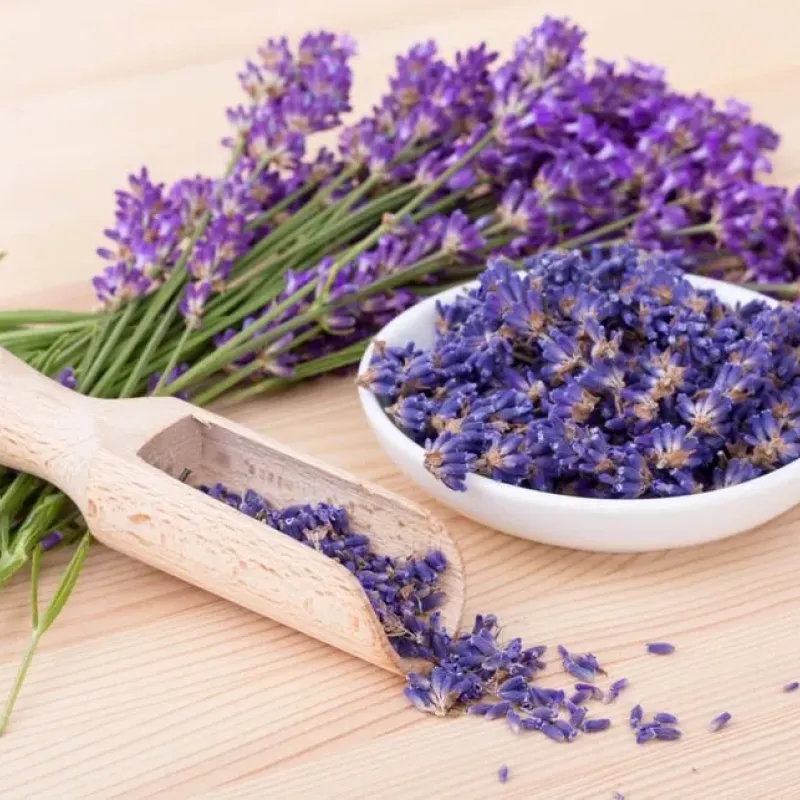 Lavanda mica