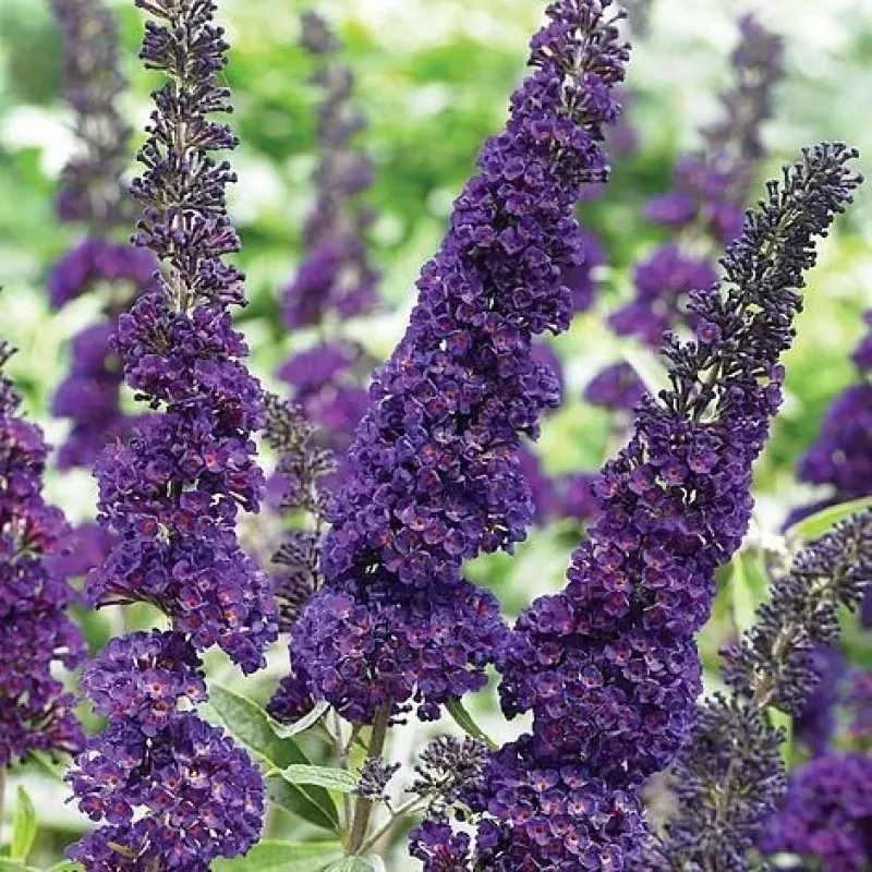 Buddleja davidii , 40/60 cm