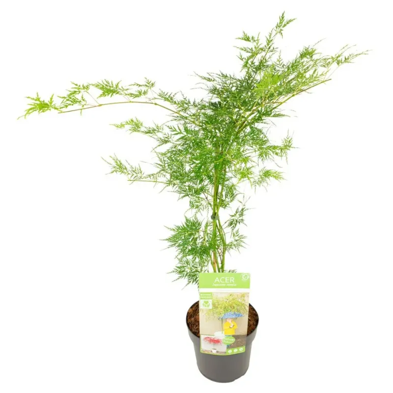 Acer palmatum 'Emerald Lace' 30-40 cm Acer palmatum 'Emerald Lace' 30-40 cm