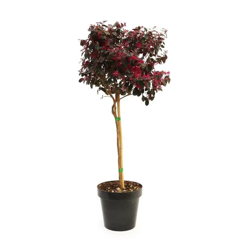 Loropetalum Black Pearl Fusto