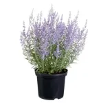 Arbust decorativ - Salvie ruseasca Perovskia atriplicifolia Lacey Blue 30 40 cm Arbust decorativ - Salvie ruseasca Perovskia atriplicifolia Lacey Blue 30 40 cm