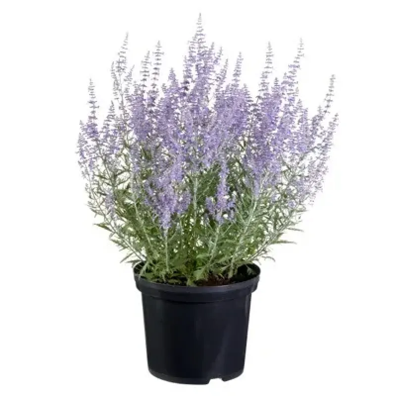 Salvie ruseasca Perovskia atriplicifolia Lacey Blue Salvie ruseasca Perovskia atriplicifolia Lacey Blue