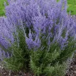 Arbust decorativ - Salvie ruseasca Perovskia atriplicifolia Lacey Blue 30 40 cm Arbust decorativ - Salvie ruseasca Perovskia atriplicifolia Lacey Blue 30 40 cm