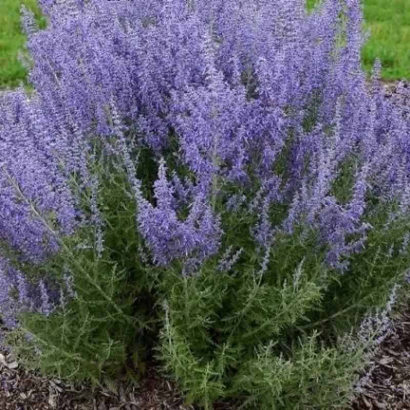 Arbust decorativ - Salvie ruseasca Perovskia atriplicifolia Lacey Blue 30 40 cm Arbust decorativ - Salvie ruseasca Perovskia atriplicifolia Lacey Blue 30 40 cm