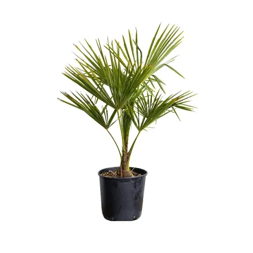 Chamaerops excelsa - Palmier , 70/80 cm 