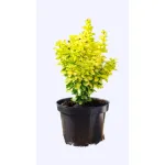 Berberis sunny , 20/40 cm Berberis sunny , 20/40 cm