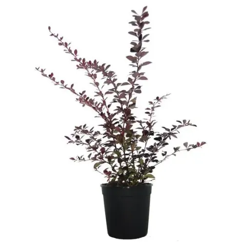 Berberis ottawensis auricoma , 40/60 cm