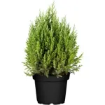 Ienupar-Juniperus Stricta