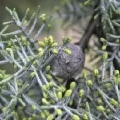 Arizonica Fastigiata, ghiveci 15 L, 150/175 Arizonica Fastigiata, ghiveci 15 L, 150/175