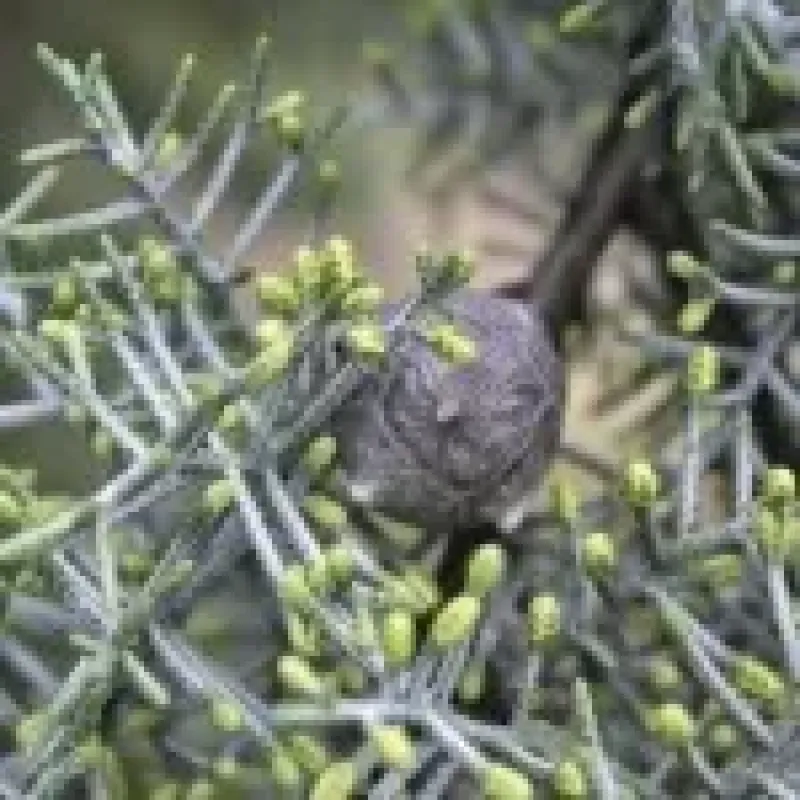 CUPRESSUS ARIZONICA FASTIGIATA CLT 15 150/175 CUPRESSUS ARIZONICA FASTIGIATA CLT 15 150/175