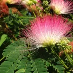 Albizia Julibrissin Ombrella Rosso 60/80 Albizia Julibrissin Ombrella Rosso 60/80