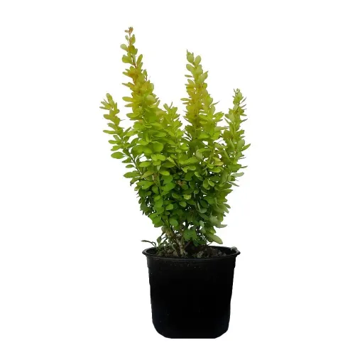Berberis Golden 30-40 cm