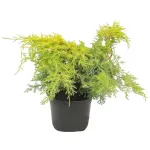 Ienupar-Juniperus Gold Star Mini Fusto Ienupar-Juniperus Gold Star Mini Fusto