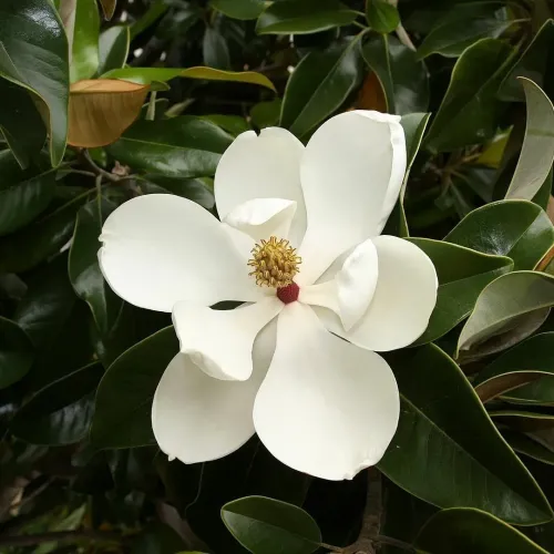 Magnolia Grandiflora , 150-170 cm