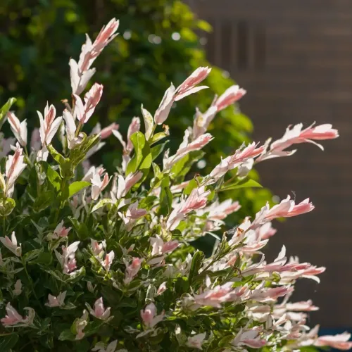 Salix integra Hakuro Nishiki - Salcie japoneza 160 cm 